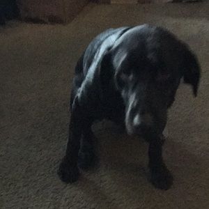 Meet your Posher, Jake